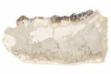 Fossil Tapir (Colodon) Jaw Section - South Dakota #198223-2